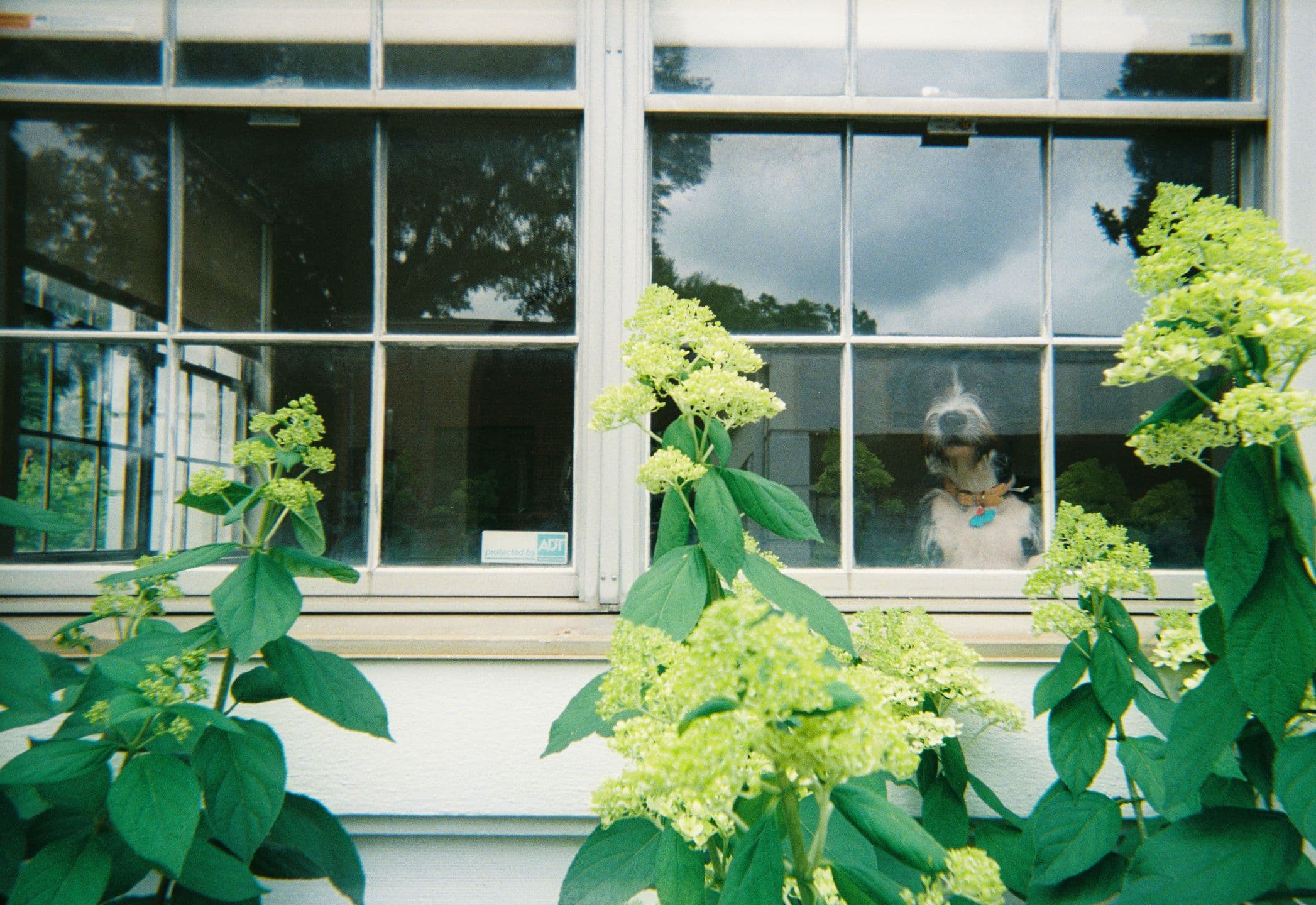Odie Edgewood Office
